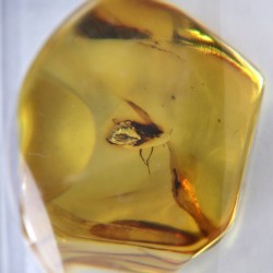 Ambre avec Insecte - Mer Baltique