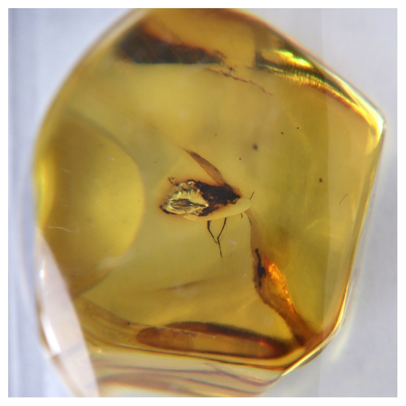 Ambre avec Insecte - Mer Baltique
