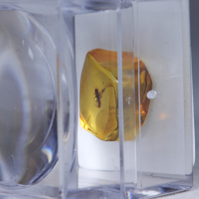 Ambre avec Insecte - Mer Baltique