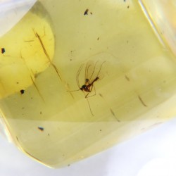 Ambre avec Insecte - Mer Baltique