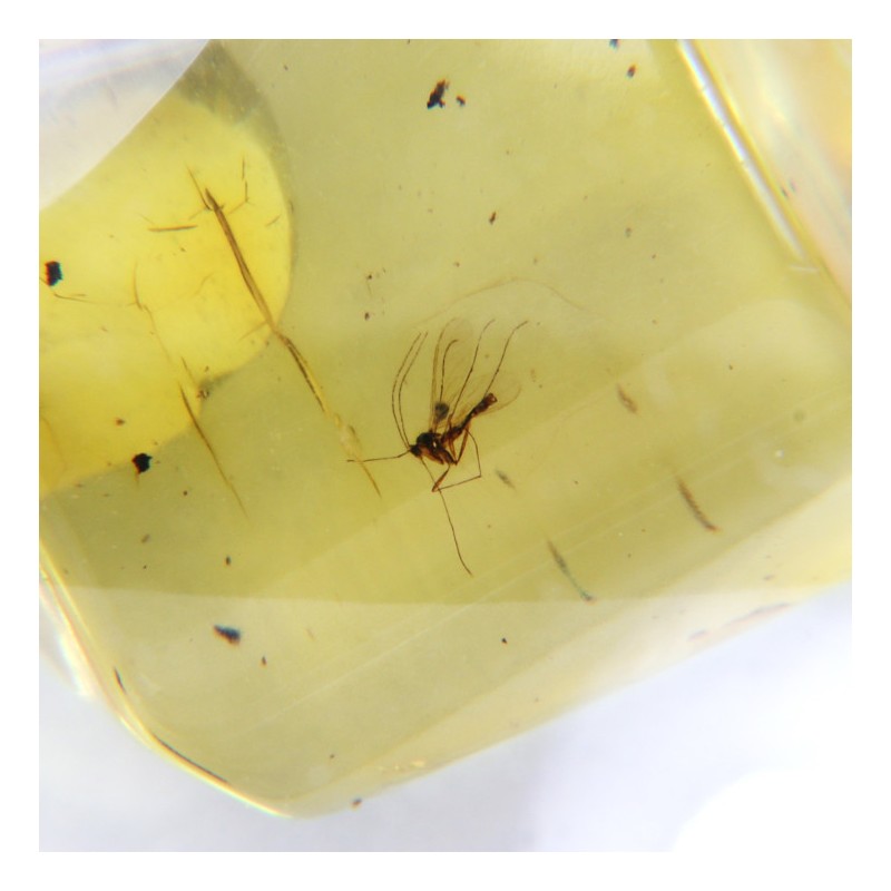 Ambre avec Insecte - Mer Baltique