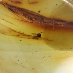 Ambre avec Insecte - Mer Baltique
