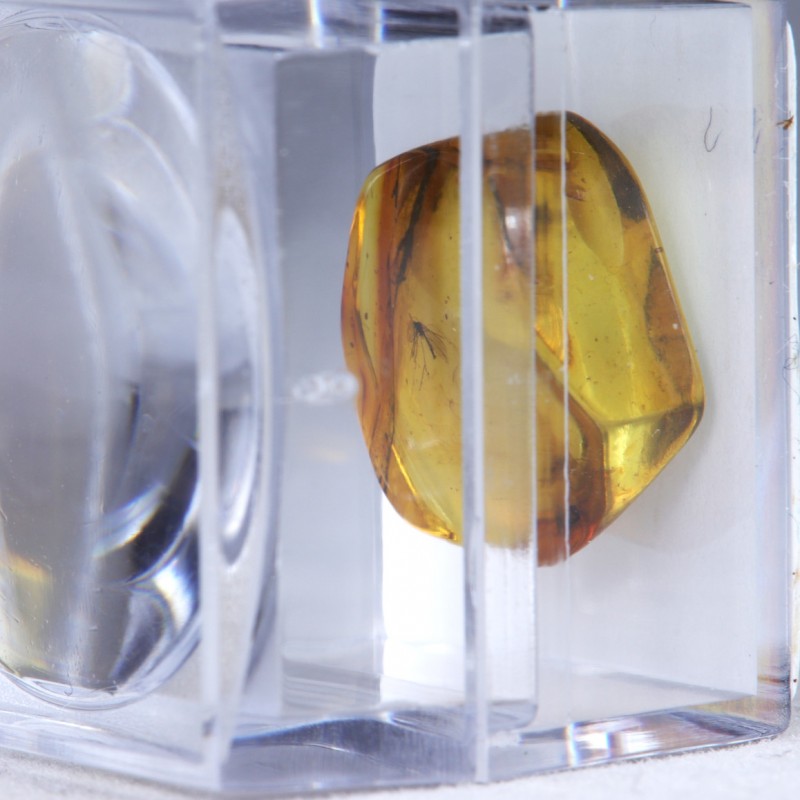 Ambre avec Insecte - Mer Baltique