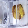 Ambre avec Insecte - Mer Baltique