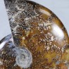 Ammonite - Madagascar
