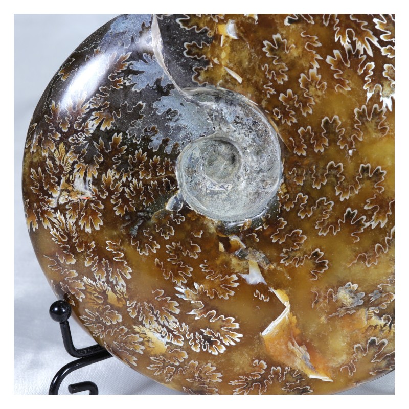 Ammonite - Madagascar