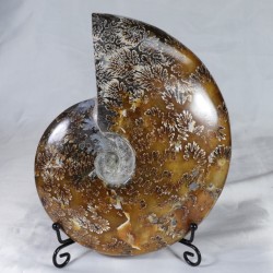 Ammonite - Madagascar