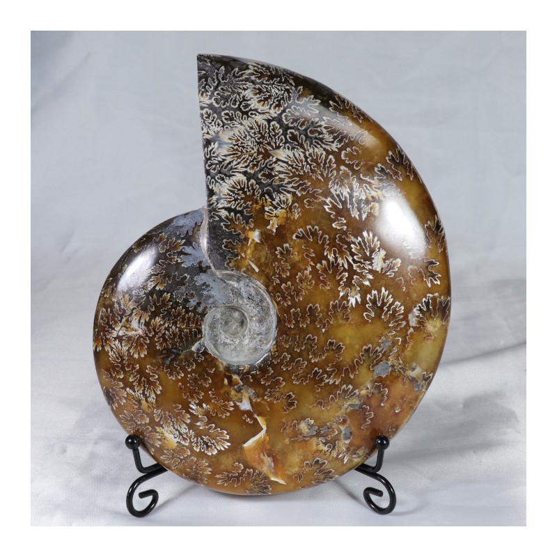 Ammonite - Madagascar