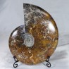 Ammonite - Madagascar