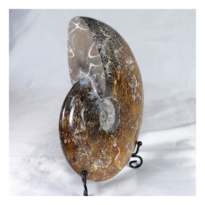 Ammonite - Madagascar