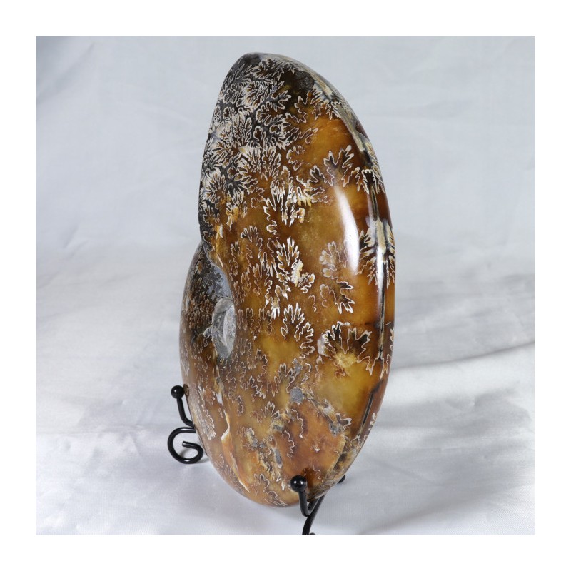 Ammonite - Madagascar