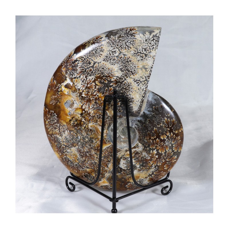 Ammonite - Madagascar