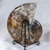 Ammonite - Madagascar