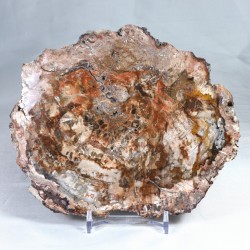 Pierre à poser - Bois Fossile