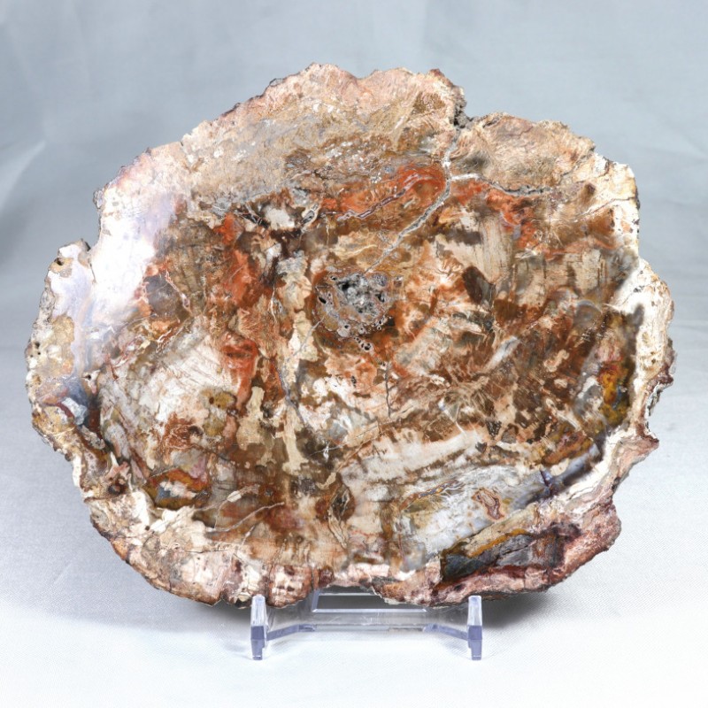 Pierre à poser - Bois Fossile