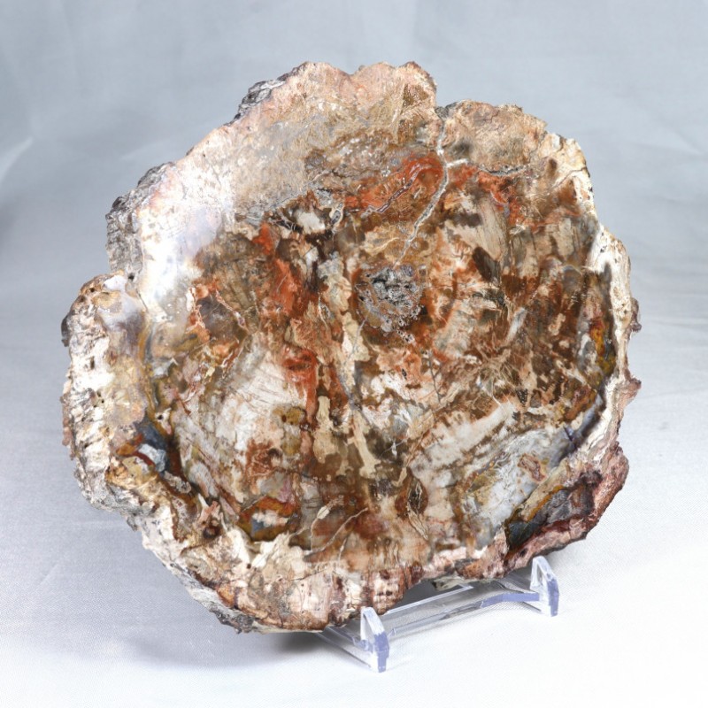 Pierre à poser - Bois Fossile