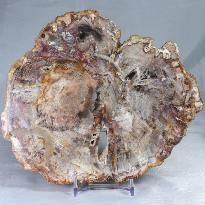 Pierre à poser - Bois Fossile