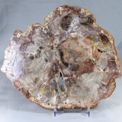 Pierre à poser - Bois Fossile