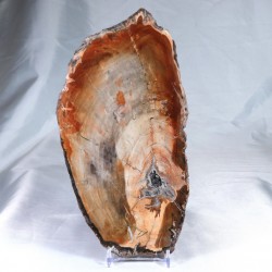 Pierre à poser - Bois Fossile