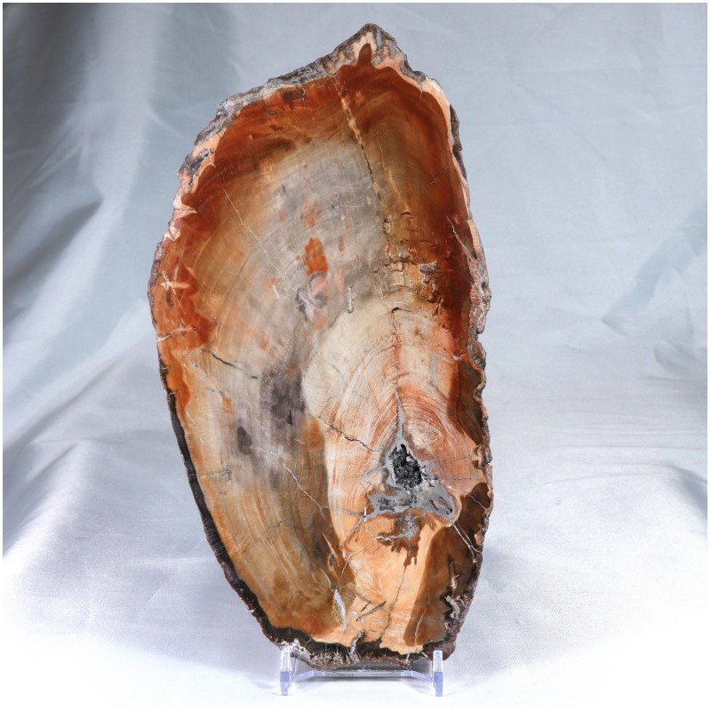 Pierre à poser - Bois Fossile