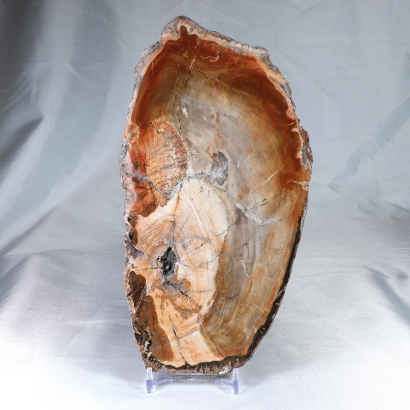 Pierre à poser - Bois Fossile