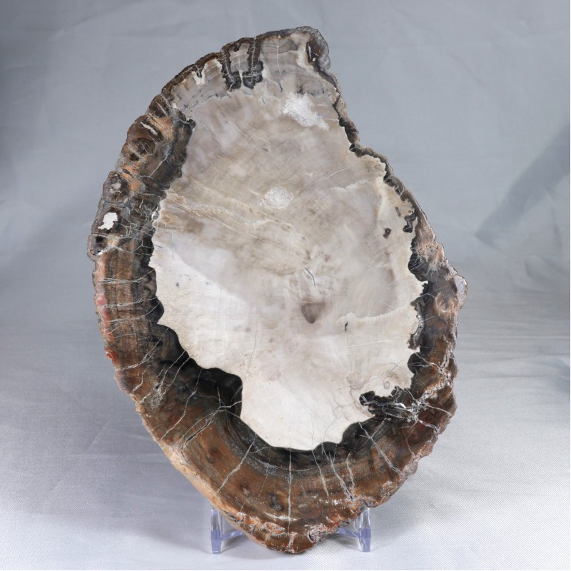 Pierre à poser - Bois Fossile