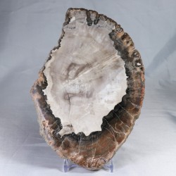 Pierre à poser - Bois Fossile