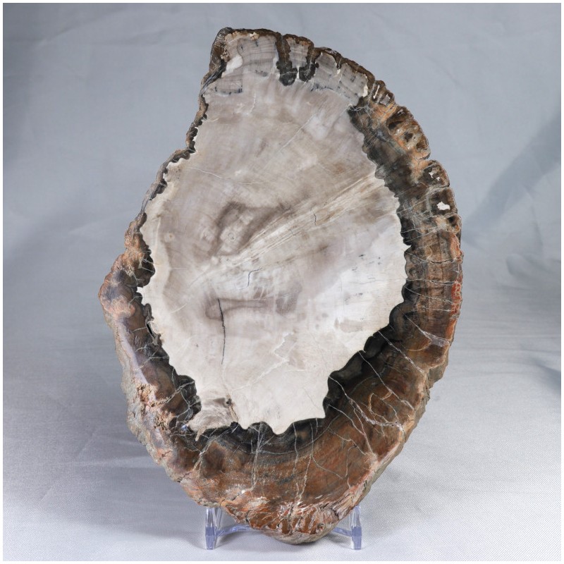 Pierre à poser - Bois Fossile