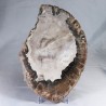 Pierre à poser - Bois Fossile