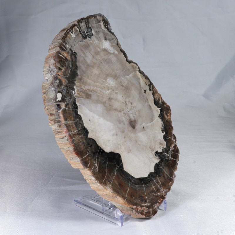 Pierre à poser - Bois Fossile