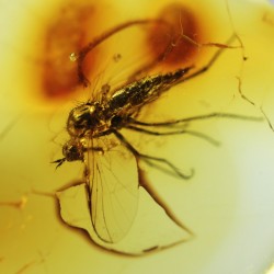 Ambre avec Insecte - Mer...