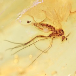 Ambre avec Insecte - Mer...
