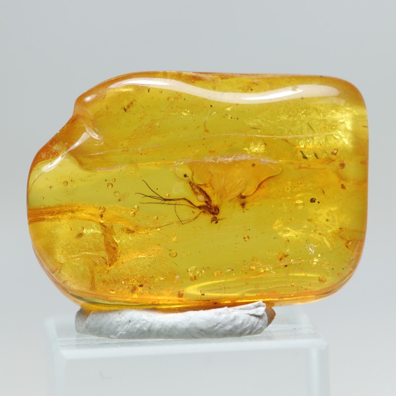 Ambre avec insecte