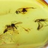 Ambre avec insecte