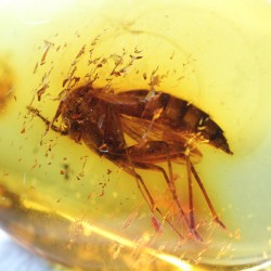 Ambre avec Insecte - Mer...