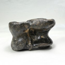 Vertèbre de bison - Hongrie