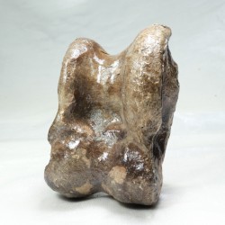 Vertèbre de Bison - Hongrie