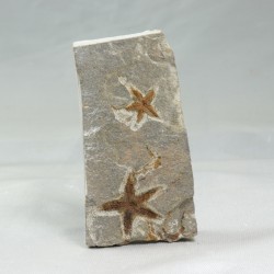 Etoile de mer fossile - Maroc