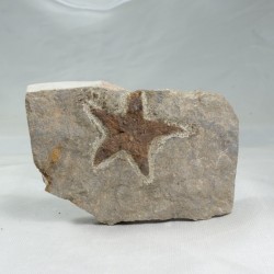 Etoile de mer fossile - Maroc