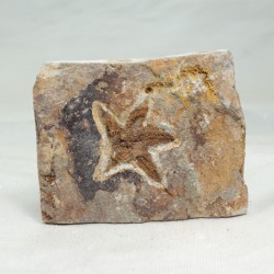 Etoile de mer fossile - Maroc