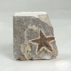 Etoile de mer fossile - Maroc