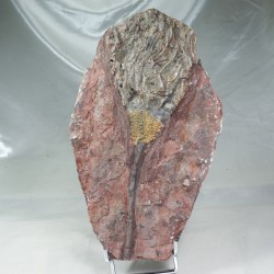 Crinoïde, Maroc