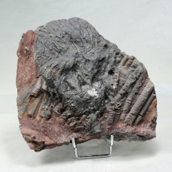 Crinoïde, Maroc