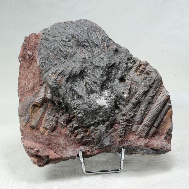 Crinoïde, Maroc