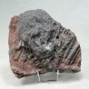 Crinoïde, Maroc