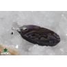 Pendentif Acier - Nacre abalone
