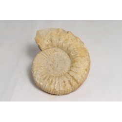 Ammonite - France