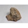Corail fossile - Maroc