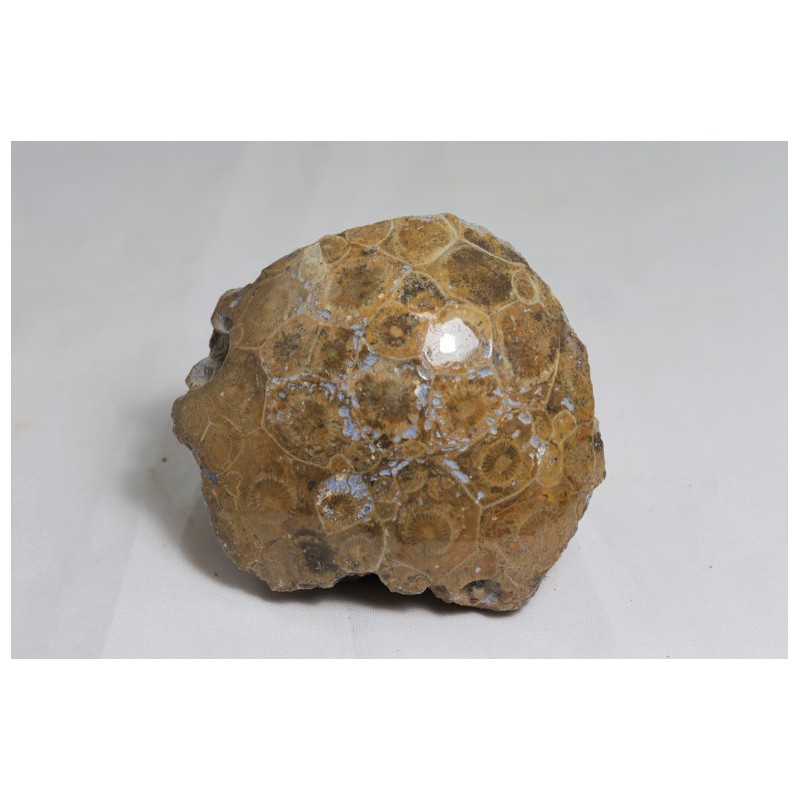 Corail fossile maroc
