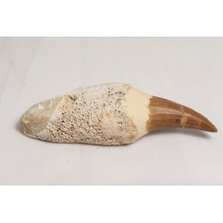 Dent de mosasaure maroc
